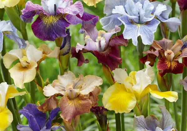 Iris sibirica  Peacock Mix (XXL)