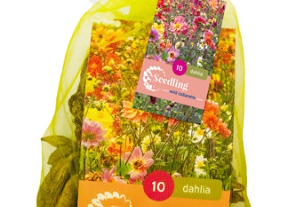 Dahlia hortensis Collarette Mix (tīkliņā)