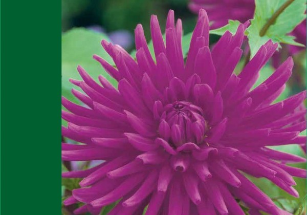 Dahlia hortensis Cactus Purple