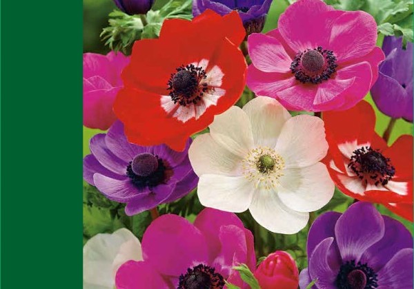 Anemone coronaria  De Caen Mix 4/5