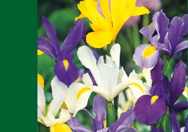Iris hollandica Mix 7/8