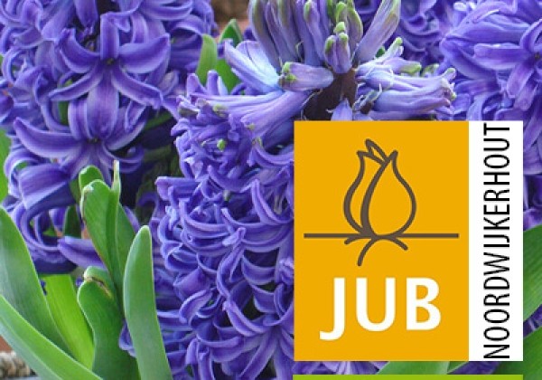 Hyacinthus orientalis Blue Pearl (BIO) 15/17