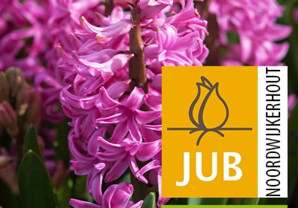 Hyacinthus orientalis Pink Pearl (BIO) 15/17