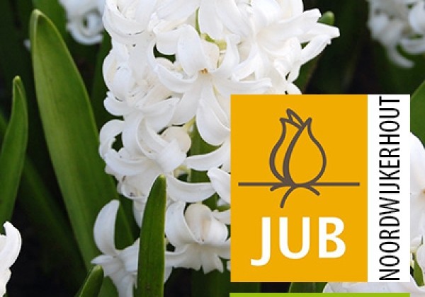 Hyacinthus orientalis White Pearl (BIO) 15/17