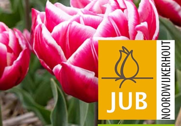 Tulipa, agra, pild. z. Columbus (BIO) 11/12