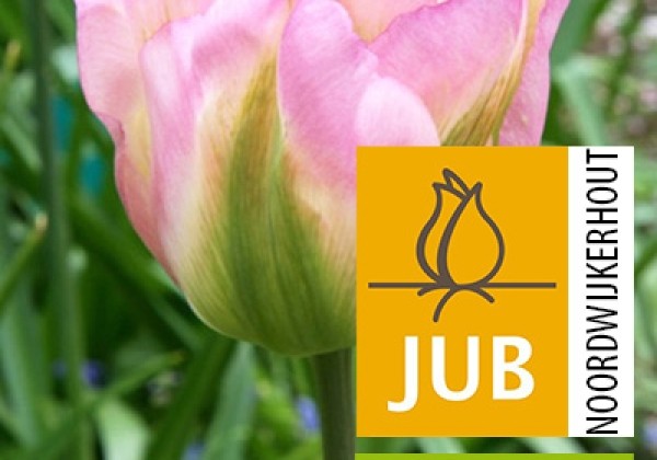 Tulipa, zaļziedu Groenland (BIO) 11/12