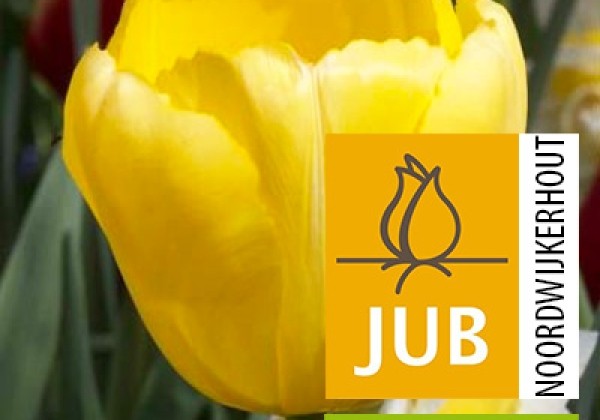 Tulipa, Darvina hibrīds Novi Sun (BIO) 11/12