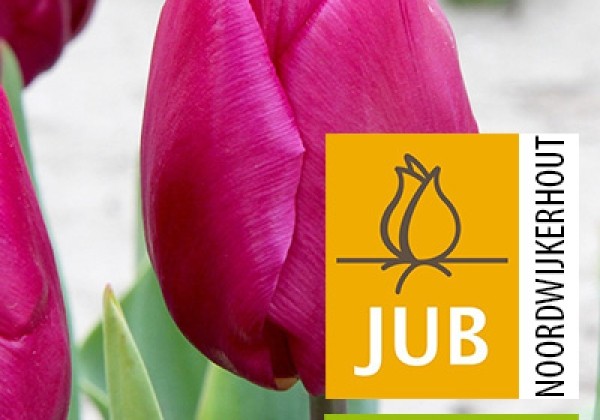 Tulipa, agra, vienk. z. Purple Prince (BIO) 11/12