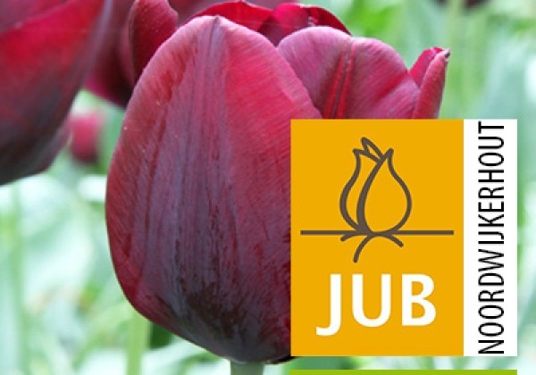 Tulipa, triumfa Ronaldo (BIO) 11/12