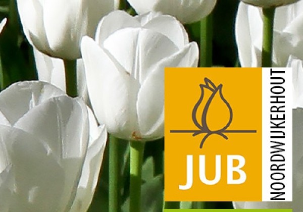 Tulipa, triumfa Royal Virgin (BIO) 11/12