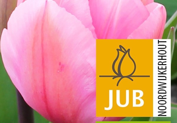Tulipa, Darvina hibrīds Big Love (BIO) 11/12
