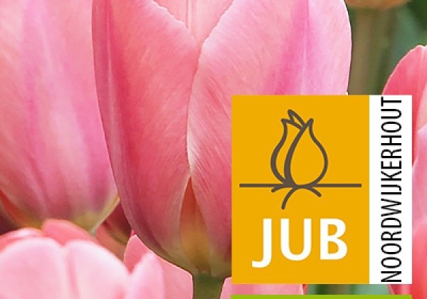 Tulipa, Darvina hibrīds Design Impression (BIO) 11/12