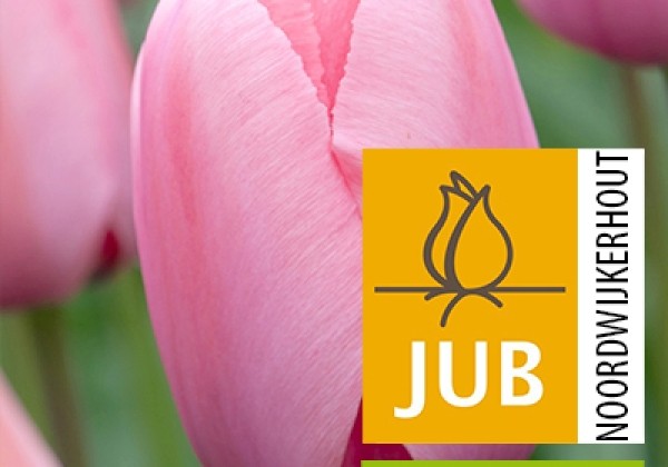 Tulipa, Darvina hibrīds Pink Impression (BIO) 11/12