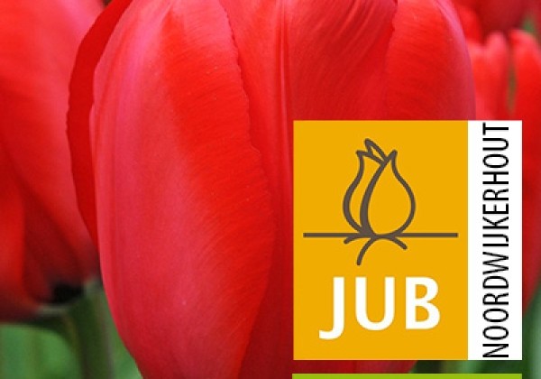 Tulipa, Darvina hibrīds Red Impression (BIO) 11/12