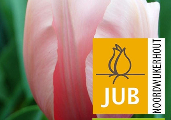 Tulipa, Darvina hibrīds Salmon Impression (BIO) 11/12