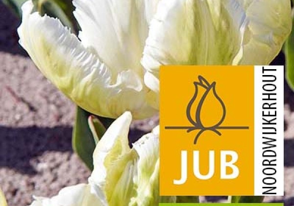Tulipa, papagaiļziedu White Rebel (BIO) 11/12