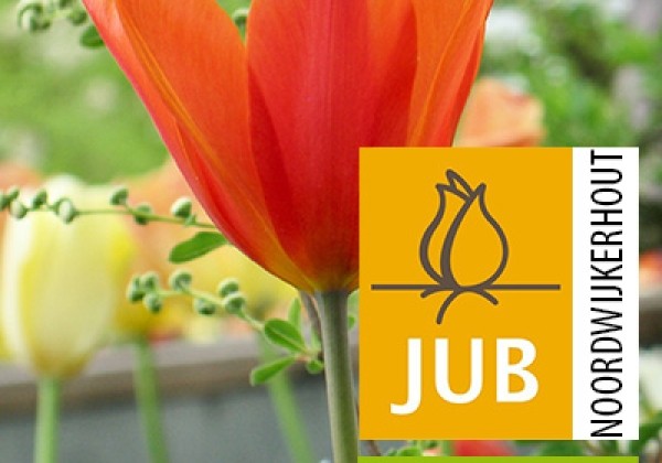 Tulipa, lilijziedu Ballerina (BIO) 11/12
