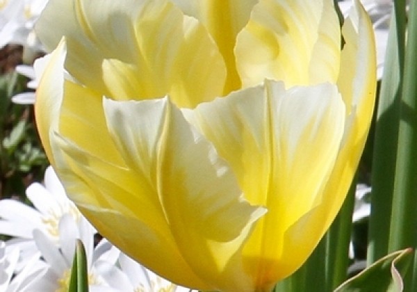 Tulipa, Fostera Sweetheart (BIO) 11/12