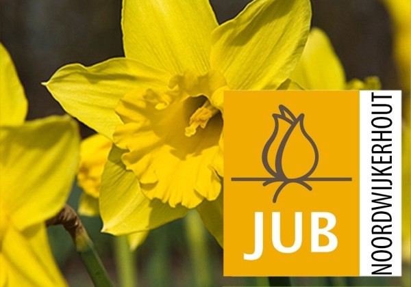 Narcissus, daudzziedu Standard Value (BIO) 10/12