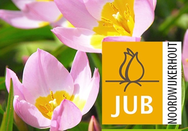 Tulipa bakeri Lilac Wonder (BIO) 5/+
