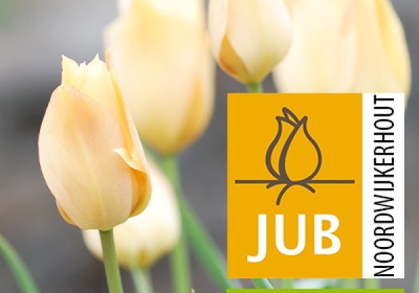Tulipa batalinii Bronze Charm (BIO) 5/+
