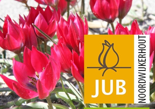 Tulipa humilis Little Beauty (BIO) 5/+