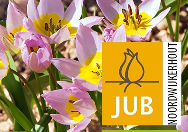 Tulipa saxatilis (BIO) 5/6