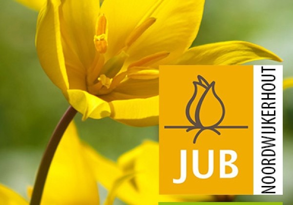 Tulipa sylvestris (BIO) 5/+