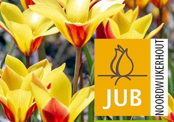 Tulipa, botāniskā Taco (BIO) 5/+