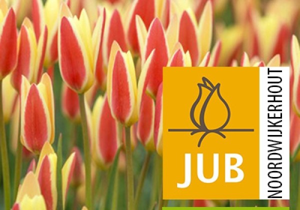 Tulipa clusiana Tinka (BIO) 5/+