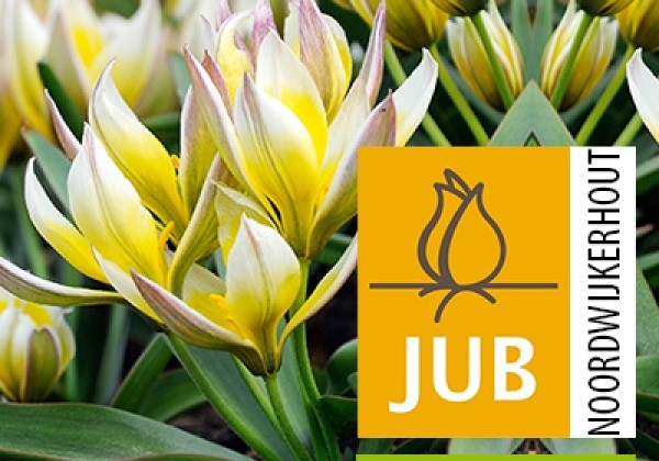 Tulipa tarda (dasystemon) (BIO) 6/7