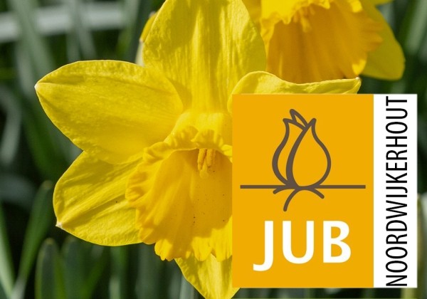 Narcissus, daudzziedu Carlton (BIO) 10/12