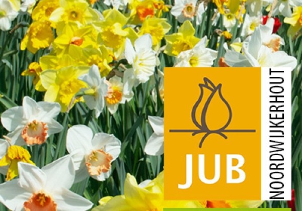 Sīpolpuķu maisījums Narcissus Mix (BIO) 10/12