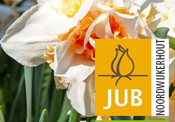 Narcissus, pildītiem z. Replete (BIO) 12/14