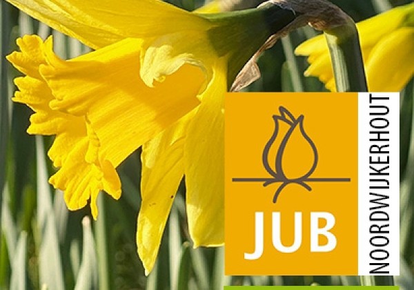 Narcissus, trompešu Rijnvelds Early Sensation (BIO) 10/12