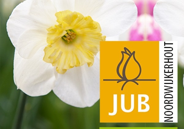 Narcissus, šķeltziedu Papillon Blanc (BIO) 10/12