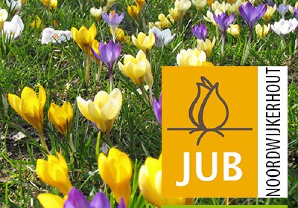 Crocus botanical Species mix  (BIO) 5/+