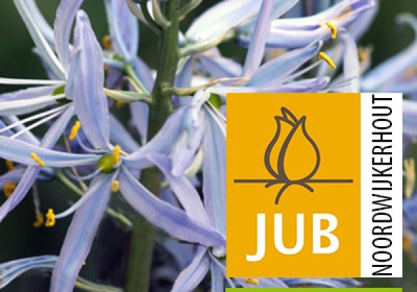 Camassia cusickii (BIO) 12/+
