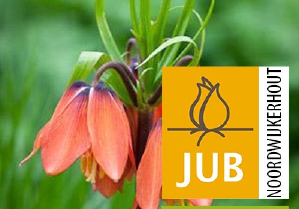 Fritillaria imperialis Early Dream (BIO) 15/18