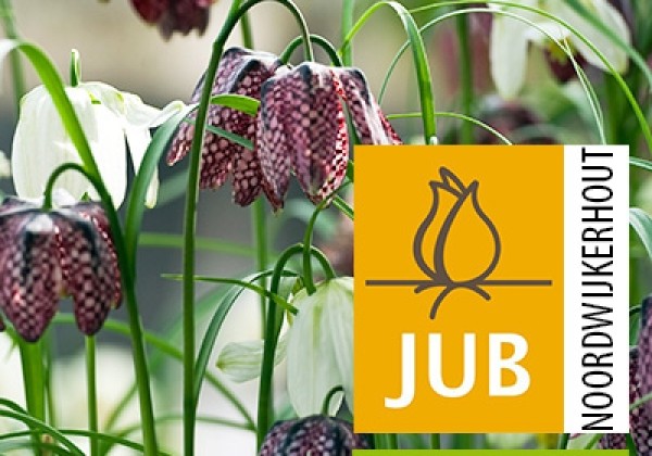 Fritillaria meleagris Mix (BIO) 5/+