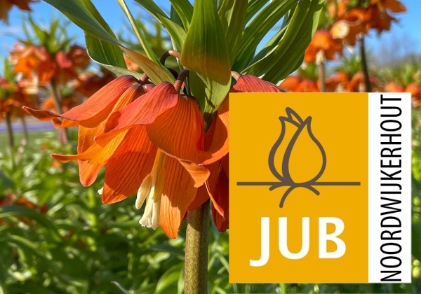 Fritillaria imperialis Sunrise (BIO) 18/+