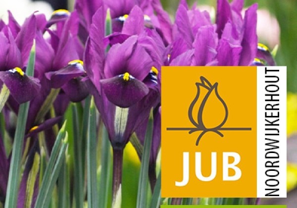 Iris reticulata J.S. Dijt (BIO) 6/+