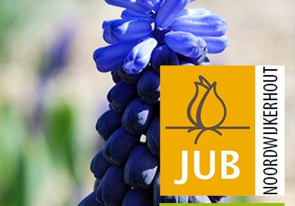 Muscari latifolium (BIO) 5/+