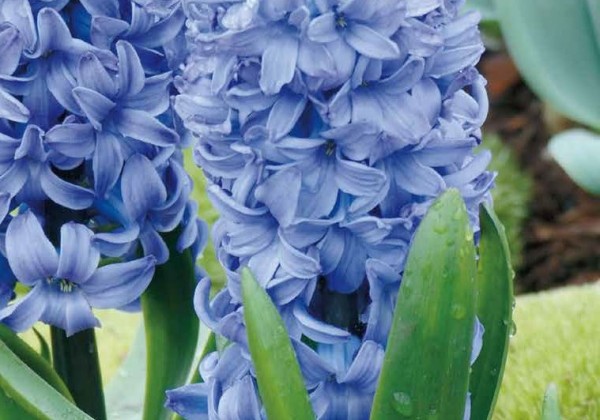 Hyacinthus orientalis Aqua 15/16