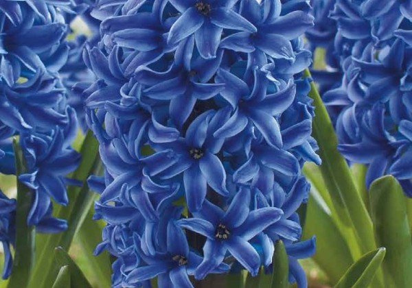 Hyacinthus orientalis Blue Jacket 15/16