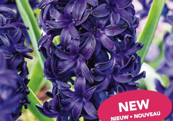 Hyacinthus orientalis Blue Trophy 15/16