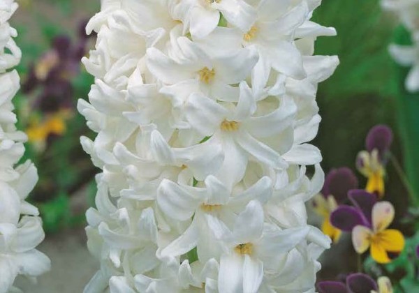 Hyacinthus orientalis Carnegie 15/16