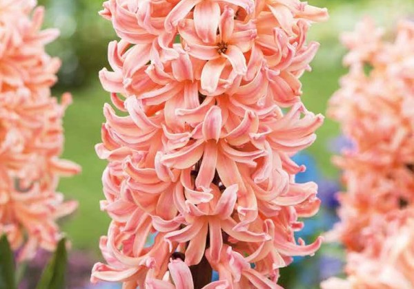 Hyacinthus orientalis Gipsy Queen 15/16