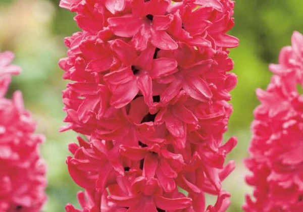 Hyacinthus orientalis Jan Bos 15/16