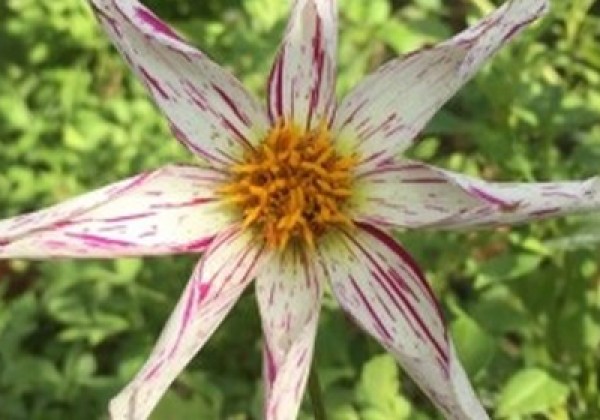 Dahlia hortensis Destiny'S Teacher